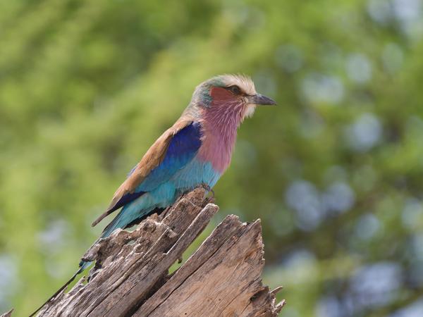 <h3><a href="/trips/tanzania/biota/animalia/chordata/aves/037 coraciiformes/001 coraciidae/coracias caudatus/coracias caudatus-nl.html">Coracias&nbsp;caudatus</a> / Lilac‑breasted&nbsp;roller / Vorkstaartscharrelaar</h3>OM-1 Mark II met OLYMPUS M.150-400mm F4.5 TC, 1/2000 sec  bij F5.6, ISO 1250, afstand 15.3&nbsp;m